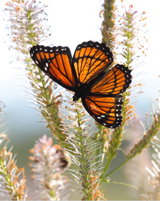 butterfly viceroy artsy