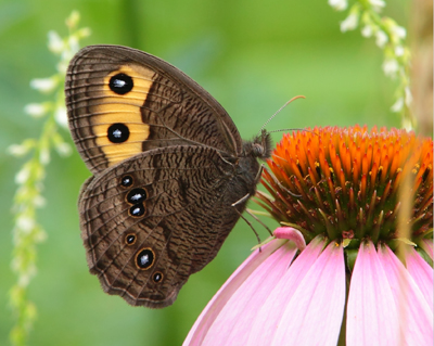 butterfly wood nymph