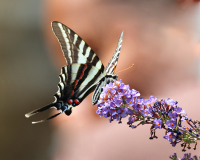 butterfly zebra swallowtail