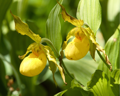 flower lady slippers