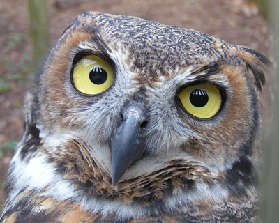 owl face great horned