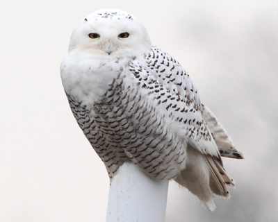 owl snowy