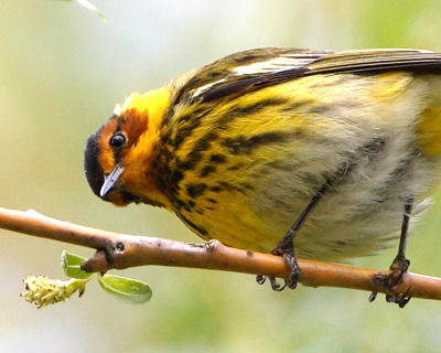 warbler cape may bend