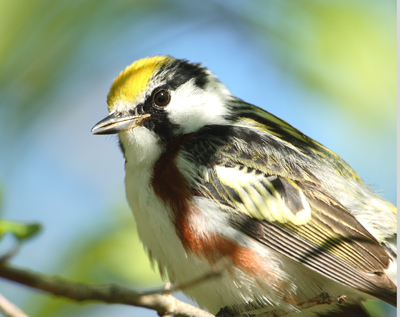 warbler chestnut face