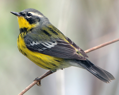 warbler magnolia male