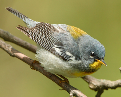 warbler parula