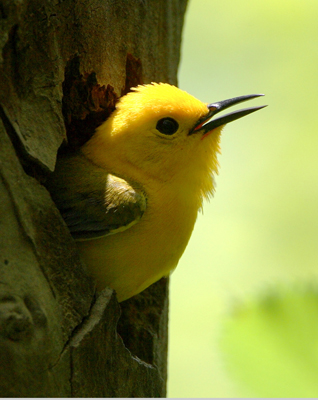 warbler prothonotary in hole