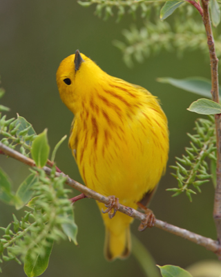 warbler yellow cocking head