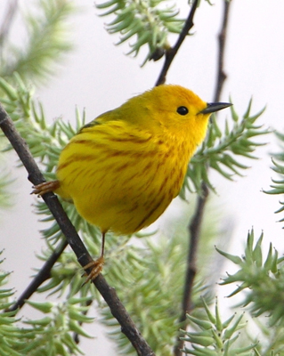 warbler yellow evergreen