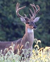 animal deer buck