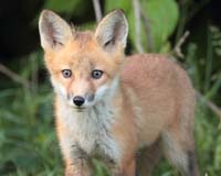 animal fox stare