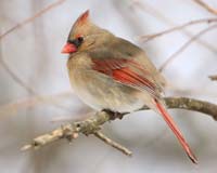 bird cardinal female on branch
