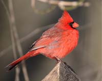 bird cardinal male stumped