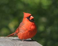 bird cardinal male