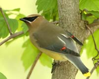 bird cedar waxwing