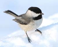 bird chickadee on snow