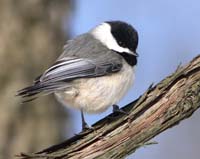 bird chickadee