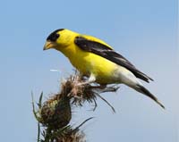 bird goldfinch on thistle