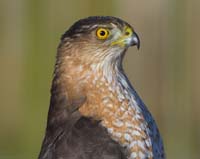 bird hawk  coopers hah