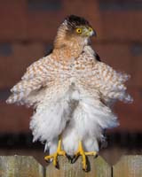 bird hawk coopers breeze