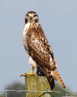 bird hawk hunter posted