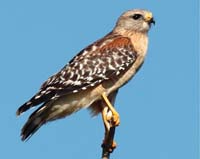 bird hawk red shouldered