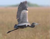 bird heron blue flying