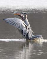 bird heron blue splash