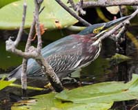 bird heron green mary
