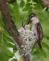 bird hummingbird babies being fed
