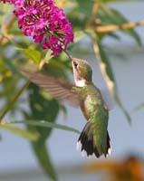 bird hummingbird flying rear