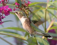 bird hummingbird flying side