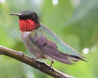 bird hummingbird male