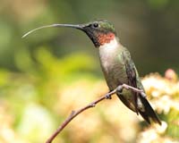 bird hummingbird tongue