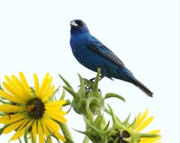 bird indigo bunting on flowers