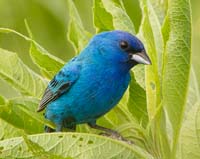 bird indigo bunting peeks