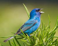 bird indigo bunting sings