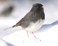 bird junco on snow