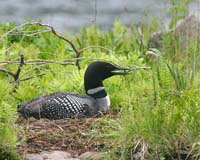 bird loon on nest