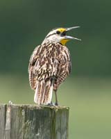 bird meadowlark