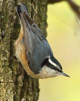 bird nuthatch redbreasted