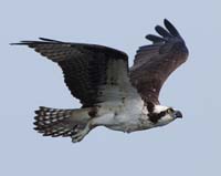 bird osprey flying