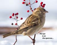 bird sparrow eye