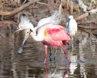 bird spoonbill rosy