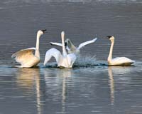 bird swan fight