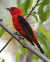 bird tanager scarlet