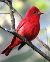 bird tanager summer