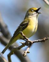 bird white eyed vireo belts it out