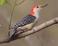 bird woodpecker red bellied branch
