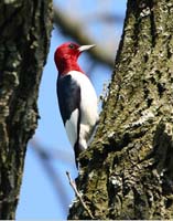 bird woodpecker red headed